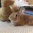 hibiko_rabbits