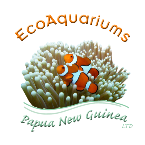 Supplying Sustainably Collected, Equitably Traded, Extreme-High Quality Marine Aquarium Fish and Inverts from Papua New Guinea.