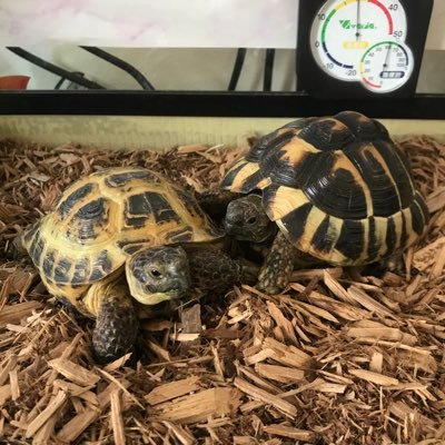 ILL76043358's profile picture. エキゾチックアニマル飼育アカウント🐢🐍🦎🐸 🐹プラス犬🐶