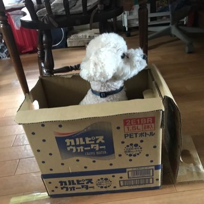 ngo49oriens1's profile picture. 大阪