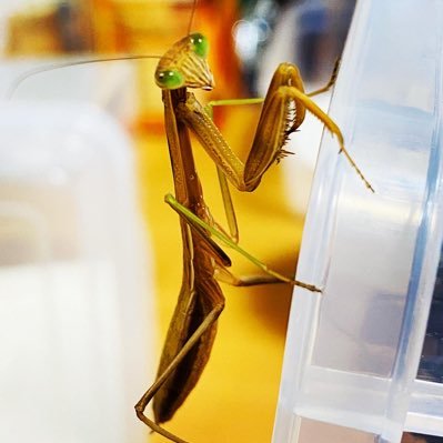 飼育しているカマキリの写真を載せてます。昆虫好き、動物好き。料理も好き。写真撮るの好き。大体そんな感じ。昆虫や動物好きの方と繋がりたいです。無言フォロー失礼致します。よくわからないリストに加えられたら100%ブロックさせていただきます。あしからず🙇‍♀️