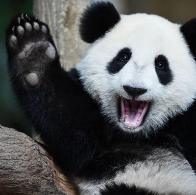 PandaaaButt Profile Picture