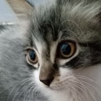 Más de cien cat´s: Ex homeless cats (@mas_cien) 's Twitter Profile