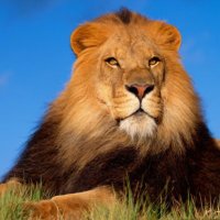 Bongani Sibusiso Dludlu sr. (@bsdludlusr) 's Twitter Profile