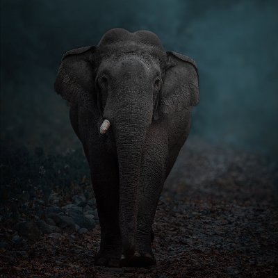 tamilmaverick's profile picture. 