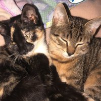 Peach&Versace (@peach_versace) 's Twitter Profile
