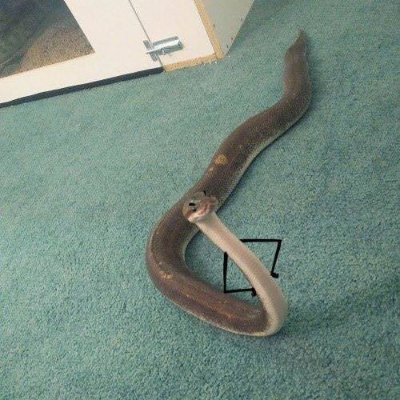 cascotedemerk's profile picture. 
