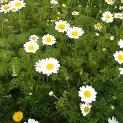 memnune_umit's profile picture. 