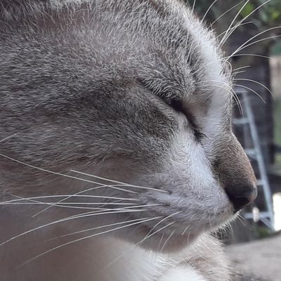RemyQtFox's profile picture. i like cat