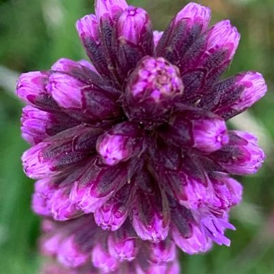 KJNaturalDesign's profile picture. Botanist | Plant Conservationist