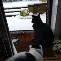 Victoria (@sundayteatime) 's Twitter Profile