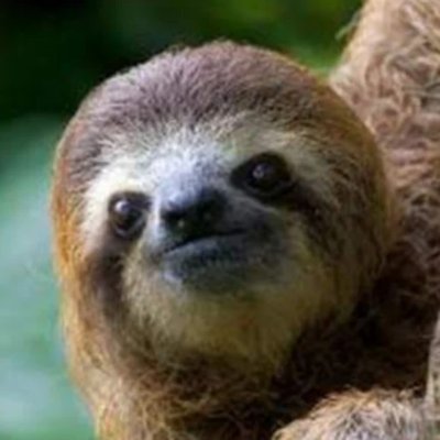 RollingSloth Profile Picture