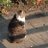 振り向く猫のアイコン