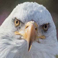 simonradio1776 (@simonradio1776) 's Twitter Profile
