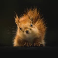 Crypto and NFT promoter and squirreler