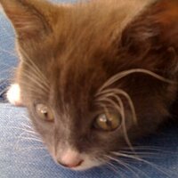 ★ Jennifer Z. Carter ★ (@qazitory) 's Twitter Profile