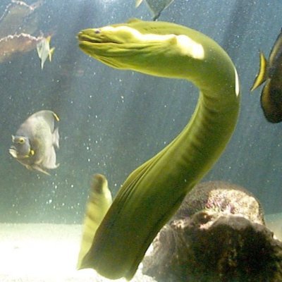 Eel (@eel_wave) | Twitter