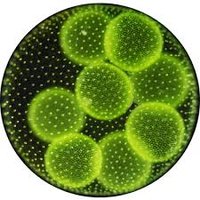AlgaSci (@algasci) 's Twitter Profile Photo AlgaSci (@algasci) 's Twitter Profile Photo