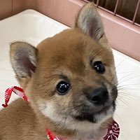 豆柴の小夏(こなつ) (@konatsu05122021) / Posts / X