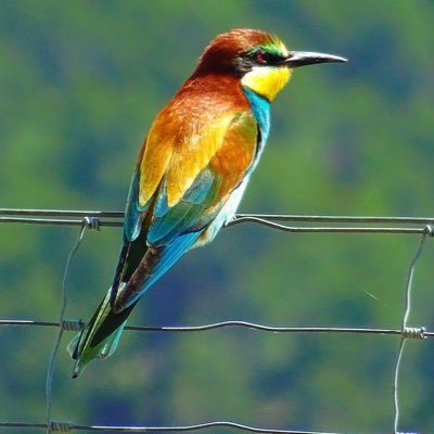 bird_shukatsu's profile picture. #23卒 の方々よろしくお願いします！ 無言フォローお許しください😂