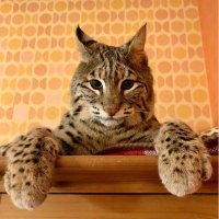 goddess of cats... Z enemy number 1 (@itsme50474936) 's Twitter Profile Photo goddess of cats... Z enemy number 1 (@itsme50474936) 's Twitter Profile Photo