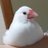 コゥチャンのアイコン