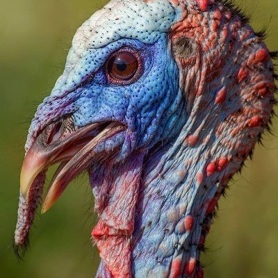 He/It/Bird/Fowl. Blue headed turkey. Expat. Bill of Rights. Freedom from Big government. Relax. I tweet news stories from all sources I find of interest.