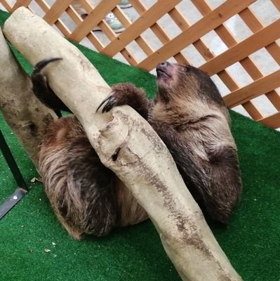 おしろさんのプロフィール画像
