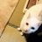 neko0728さんのプロフィール画像