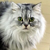noriyo (@noriyonesan) 's Twitter Profile Photo noriyo (@noriyonesan) 's Twitter Profile Photo