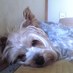 寺ç°å¯æ (@teradann) Twitter profile photo 寺ç°å¯æ (@teradann) Twitter profile photo
