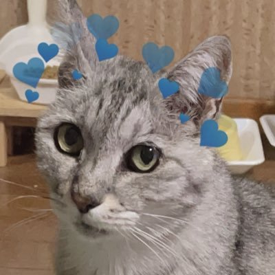 ののさんのプロフィール画像
