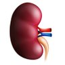 ckd_ce's profile picture. Your source for joint-accredited serialized tweetorials in the CKD space! See all tweetorials--and still earn credit from AcademicCME--at https://t.co/bUHAMqZzgE