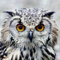 Weird, I am (@aspieme101) 's Twitter Profile