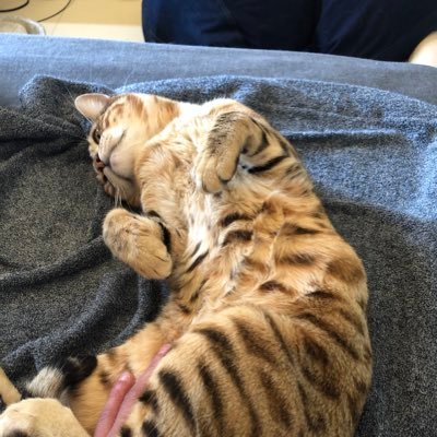 猫3匹と暮らす独身男。猫と酒と素潜りとメタルと日本が好き。メンズ脱毛サロン店長。