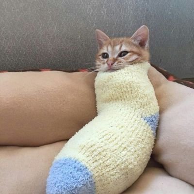 afifafafa03's profile picture. I like crying 😌✨