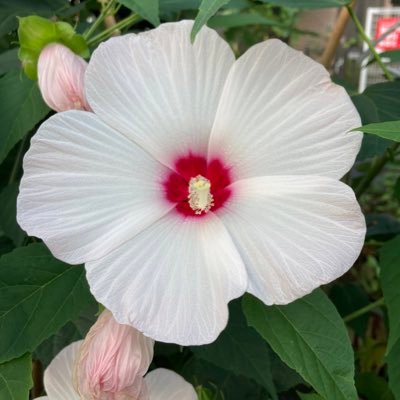 るり殻さんのプロフィール画像