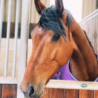 Emma (@emmaatsplodge) 's Twitter Profile