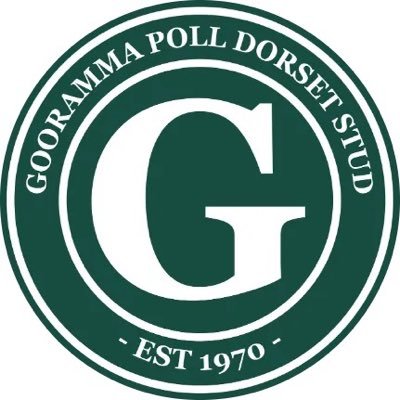 Poll Dorset Seedstock Breeder- Genetic Exports