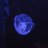jklantelme's profile image
