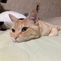ゆう (@nanatikisuki) 's Twitter Profile