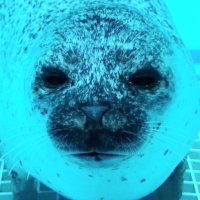 yu n (@yun_luv_seals) 's Twitter Profile Photo yu n (@yun_luv_seals) 's Twitter Profile Photo