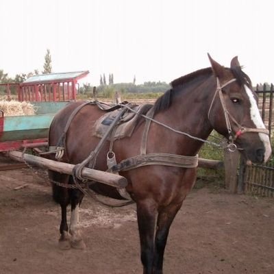 Cuidamos Temuco, nuestra ciudad y denunciamos a quien la daña. Fundada el 24 de Febrero de 1881