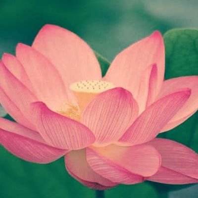 FonteAnselmo's profile picture. 💞 A fé sincera e verdadeira é sempre calma. Allan Kardec 💞