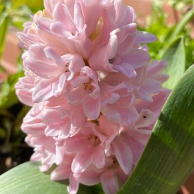 I am retired, married and love backyard gardening