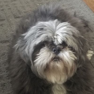 xboominator's profile picture. I've actually had an account since 2008. but Twitter broke it. I don't label myself, I just know capitalism is not working. Opinions hard won & evolving.