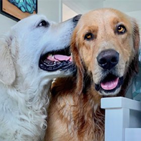 Reporting what @thegoldenratio4 dogs talk about in photos. Fan account—not the dogs. Also posting squad-o-shopped images & assorted Dog Twitter nonsense.