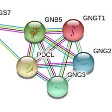 GNB5-NDD (GNB5-Related Neurodevelopmental Disorders) include IDDCA and LADCI, genetic conditions caused by two mutant GNB5 genes. #RareDiseases IDDCA_GNB5