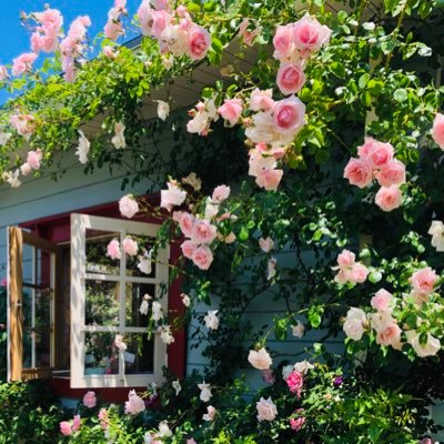 ⚜️バラのお庭　グリーンマンズガーデン⚜️   Rose garden  in Aomori, northern Japan 🌹ローズガーデン 🌹バラ苗・ガーデングッズ販売店 🌹講習会・出張ガーデンサービス 📞090-9747-8527 下田 青森県弘前市一町田字石田342-1