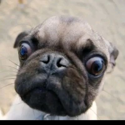 LuisCalcneo1's profile picture. Hola